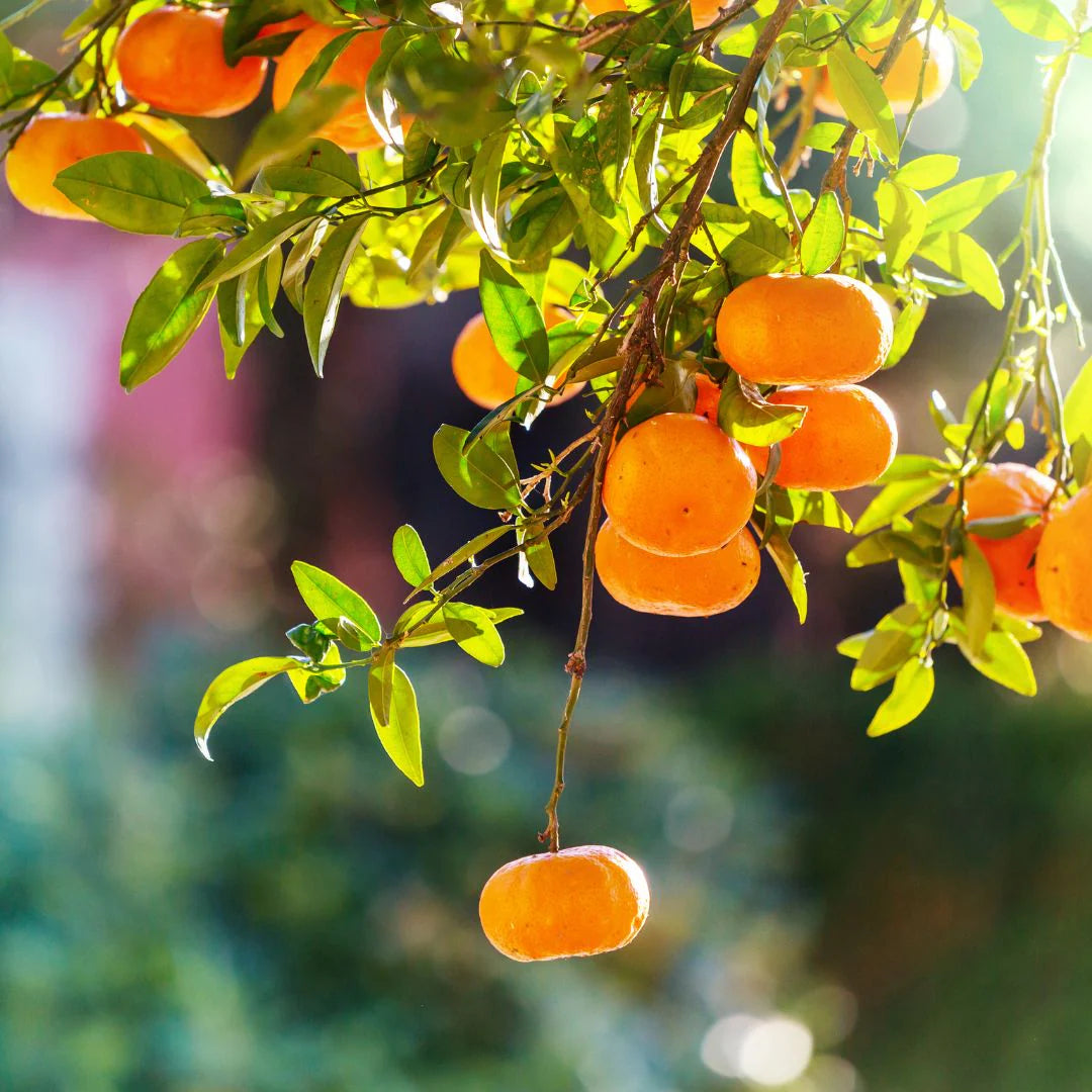 Apotheke Bergamot Tangerine Petite Candle – 5oz