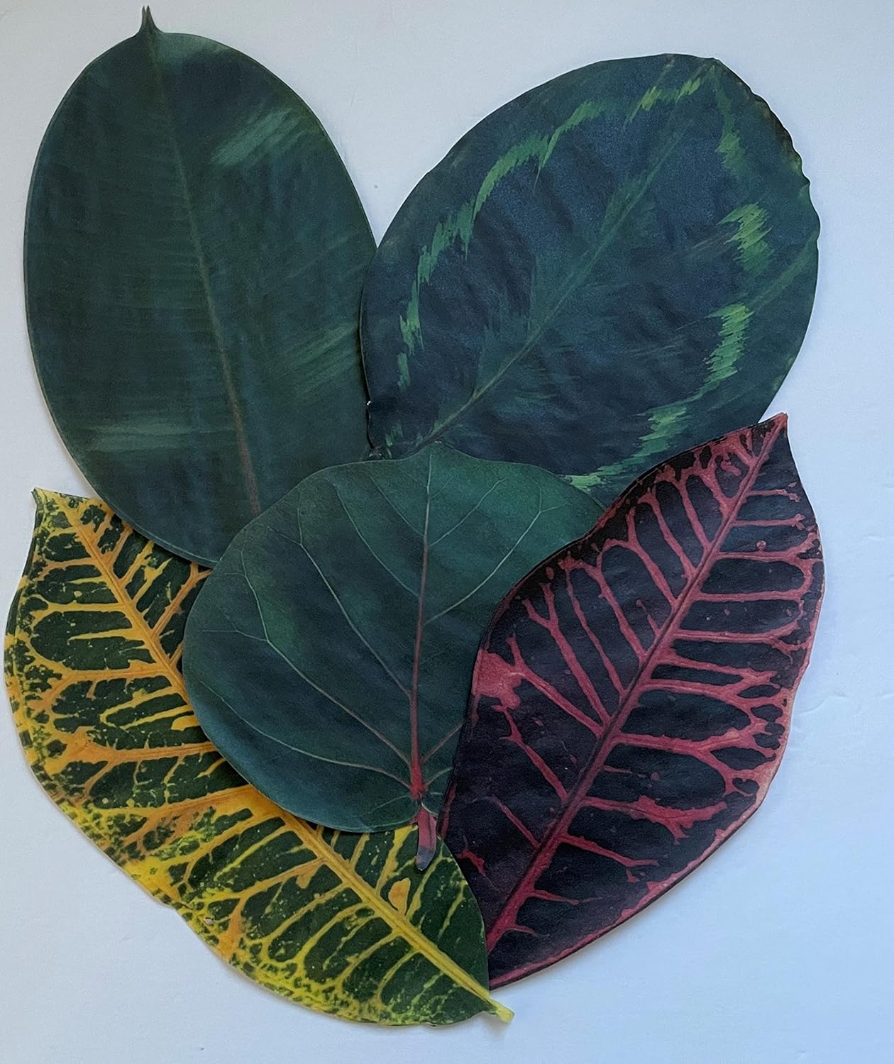 Parchment Cheese Leaves – Tropical Leaves Variety – Pack of 20