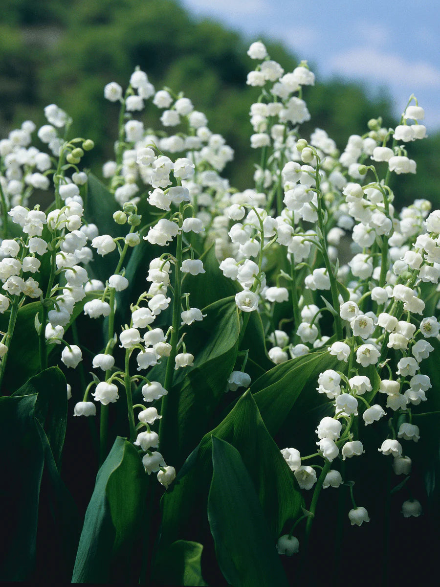 Apotheke Canvas Petite Candle – 5oz