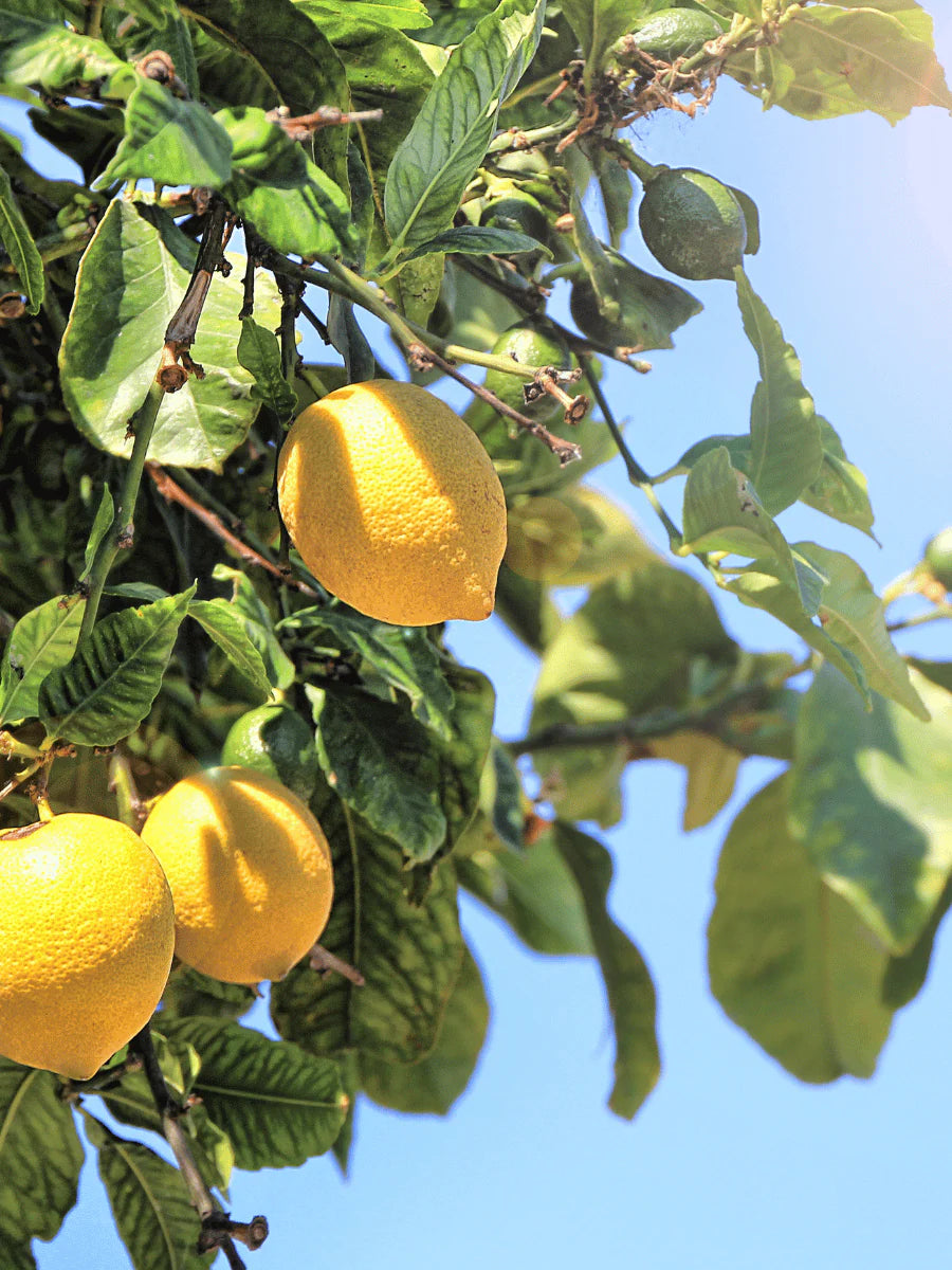 Apotheke Earl Grey Bitters Petite Candle – 5oz