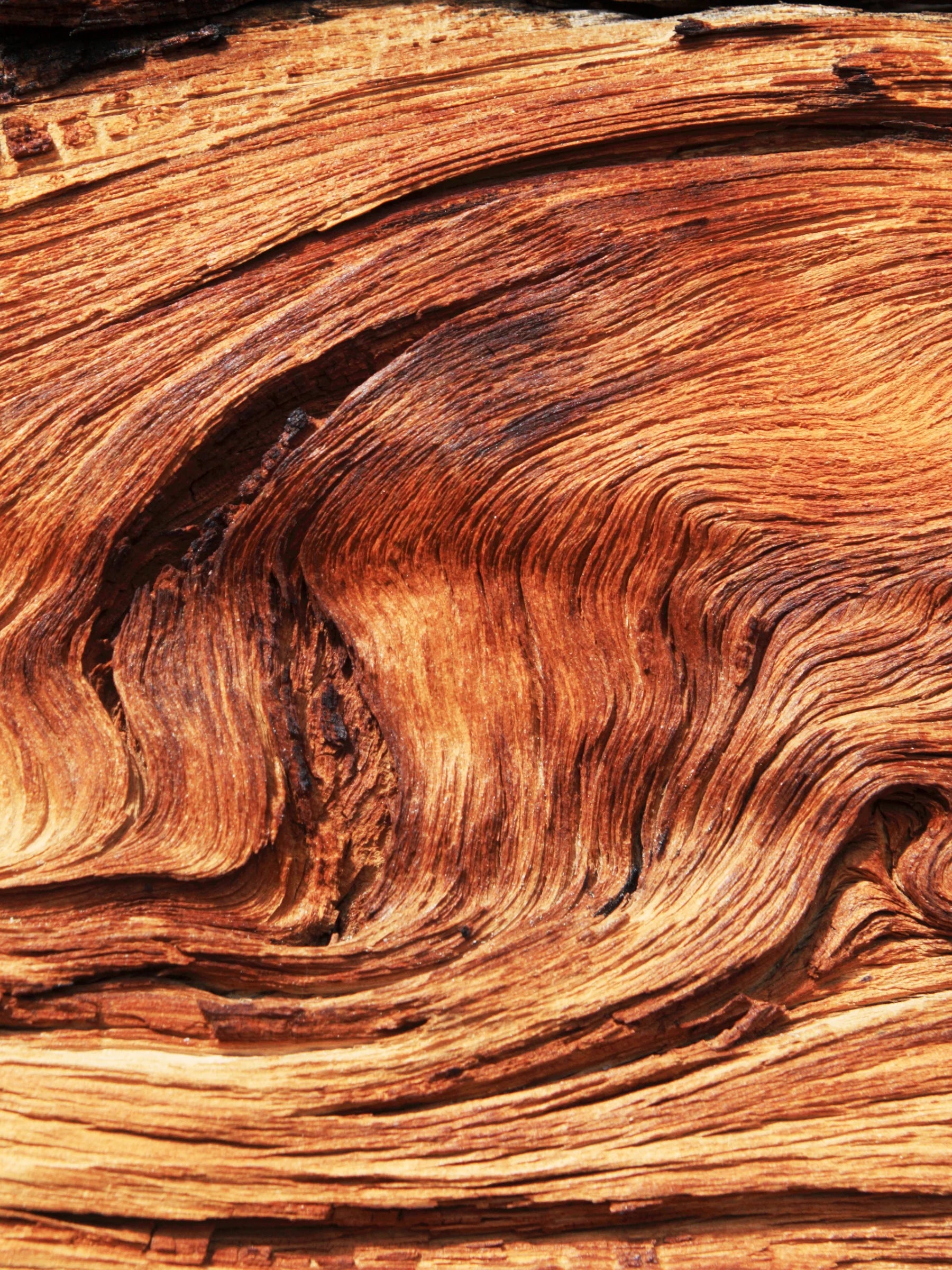 Apotheke Petite Candle – Cardamom Chestnut – 5oz