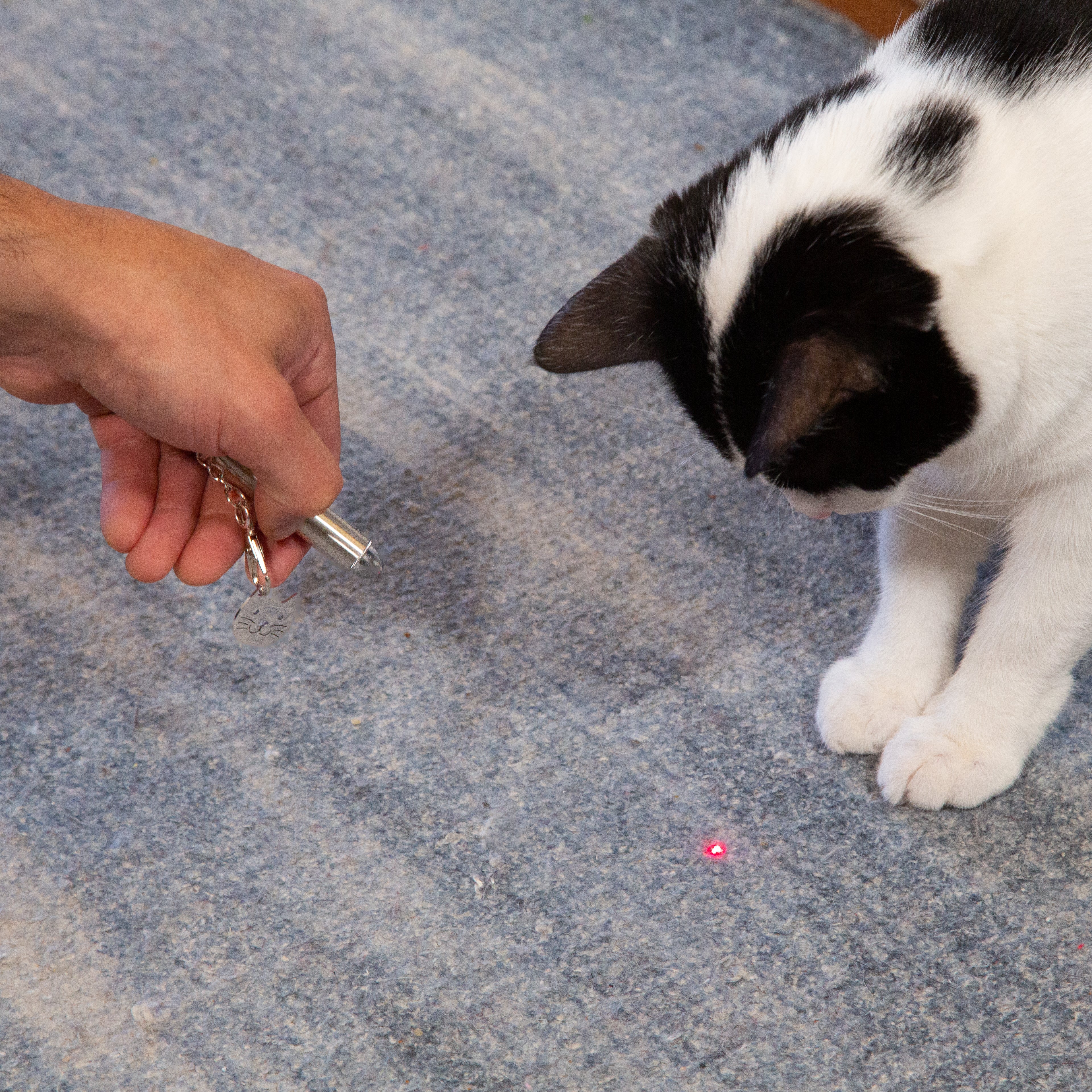 Kiko Rechargable Laser Pointer For Your Cats Playtime