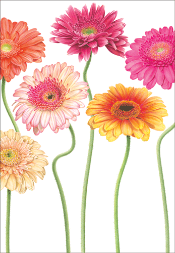 Caspari Daisies – Blank Inside Card – 1 Card & 1 Envelope