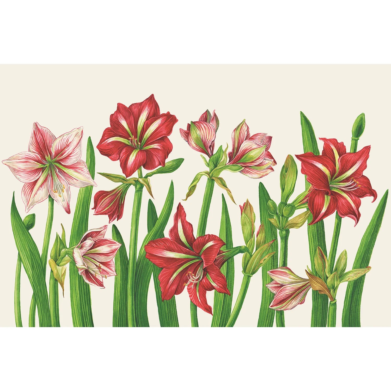 Hester & Cook Paper Placemats - Amaryllis Blooms – 18 Per Pack