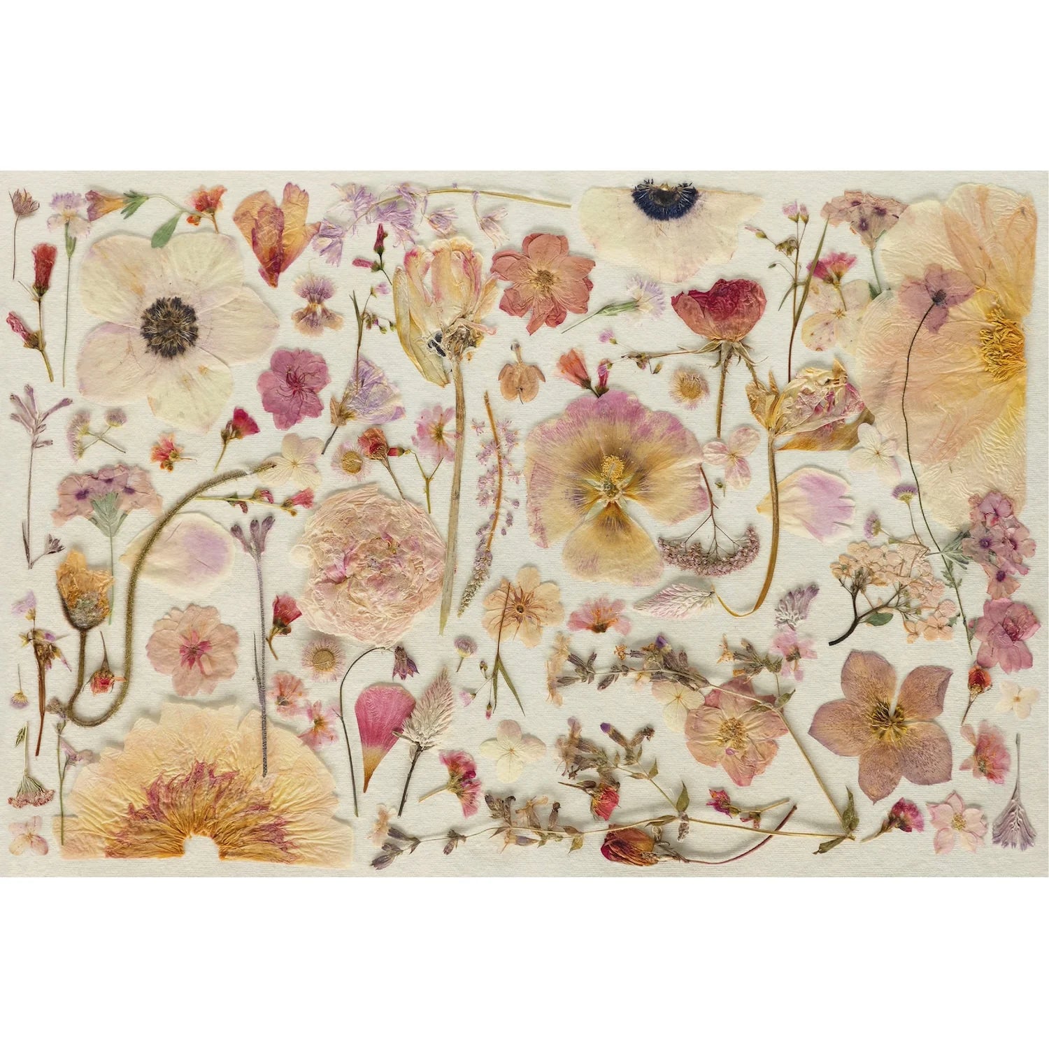 Hester & Cook Paper Placemats - Blush Pressed Petals – Pack of 18