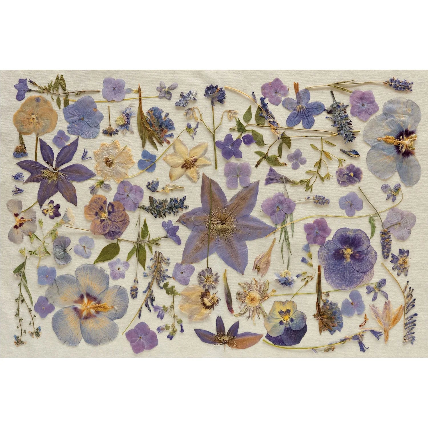 Hester & Cook Paper Placemats - Periwinkle Pressed Petals – Pack of 18