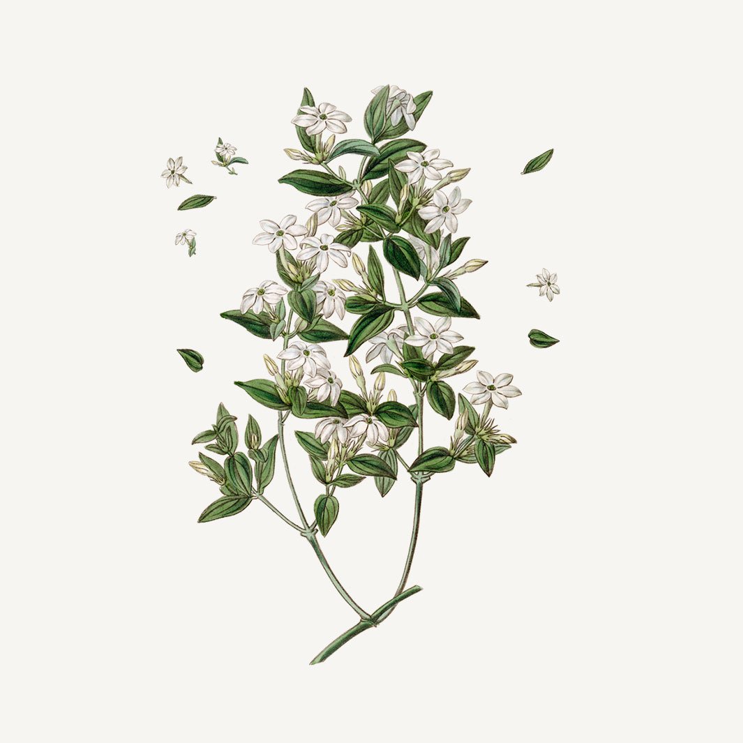 Panier Des Sens Hand-Cream & Parfumed Duo Gift Set – Precious Jasmine