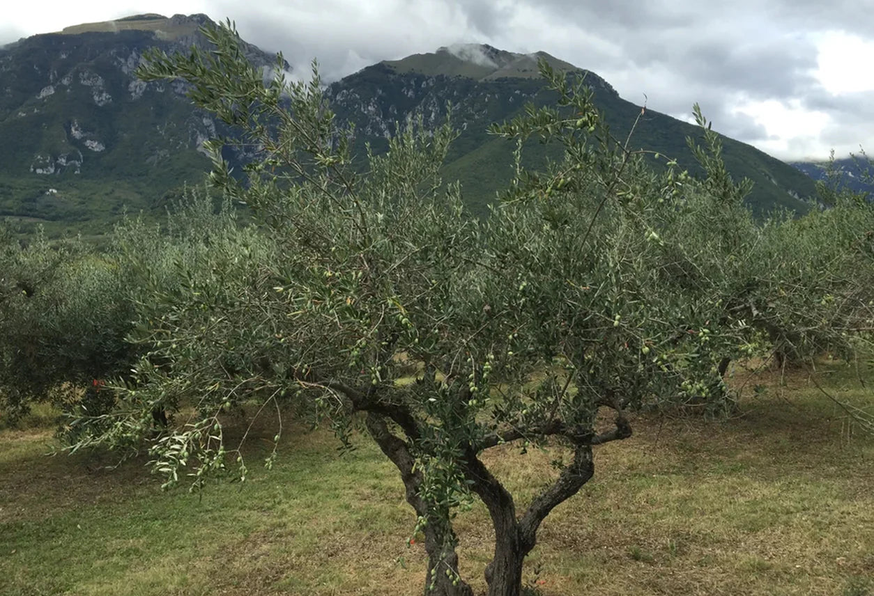 Verve Culture Infused Olive – 3.38oz. – Garlic