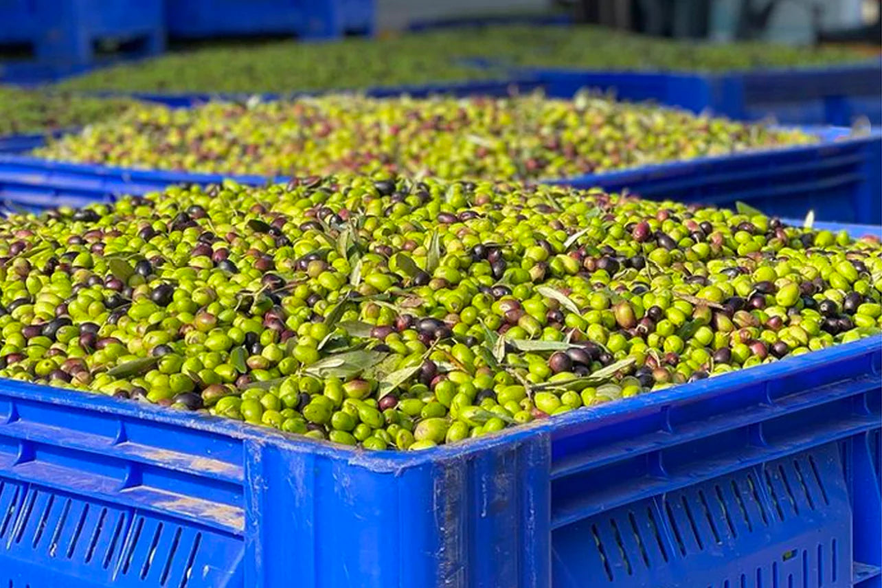 Verve Culture Infused Olive – 3.38oz. – Truffle