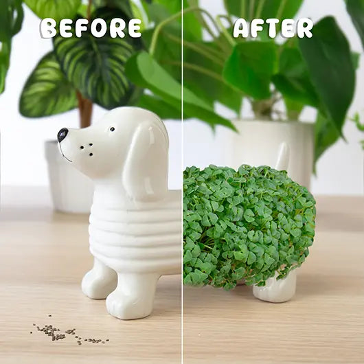 Gift Republic Mini Chia Planter – Assorted Styles – Each Sold Separately