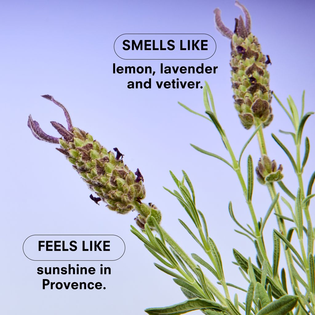 Boy Smells Essentials香氛蜡烛 – 薰衣草 – 8.5盎司。