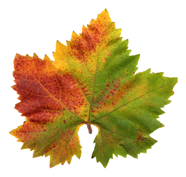 Parchment Cheese Leaves – Grape Variety Pack of 20