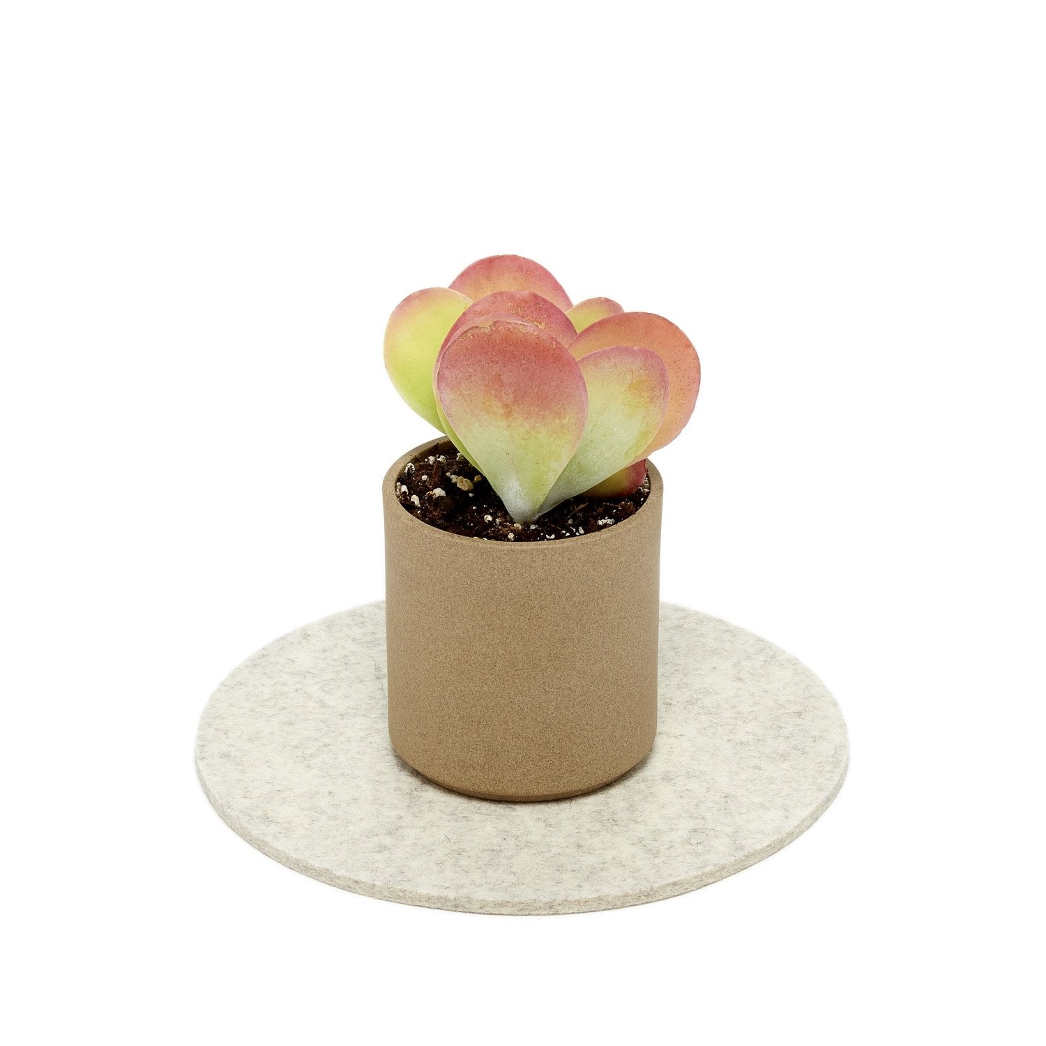 Graf Lantz Felt Round 8" Trivet – Heather White