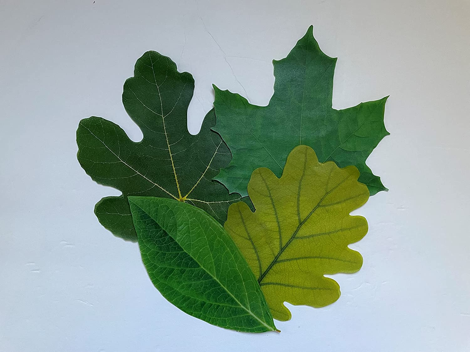 Parchment Cheese Leaves – Spring Leaves Variety Pack of 20