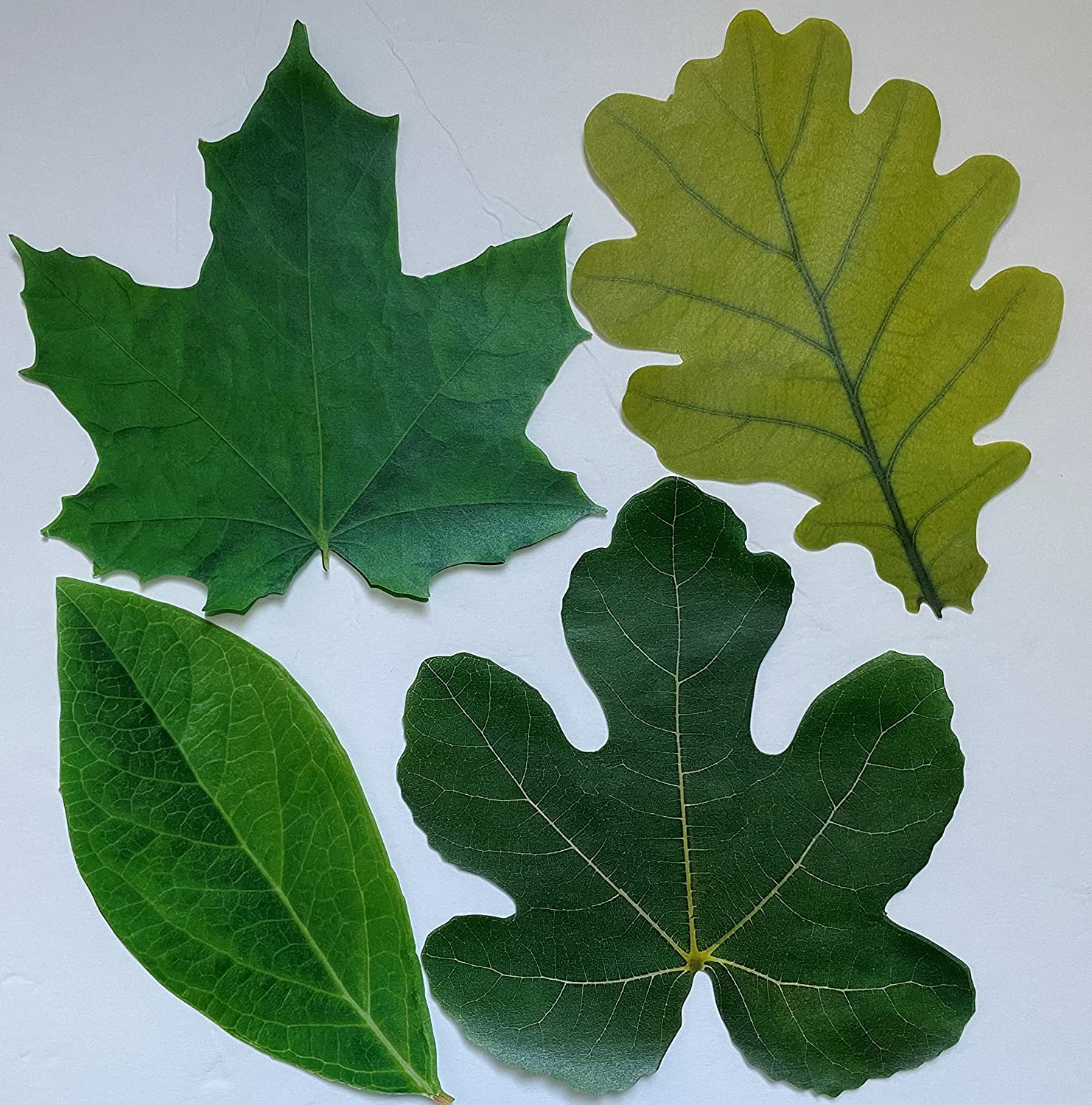 Parchment Cheese Leaves – Spring Leaves Variety Pack of 20