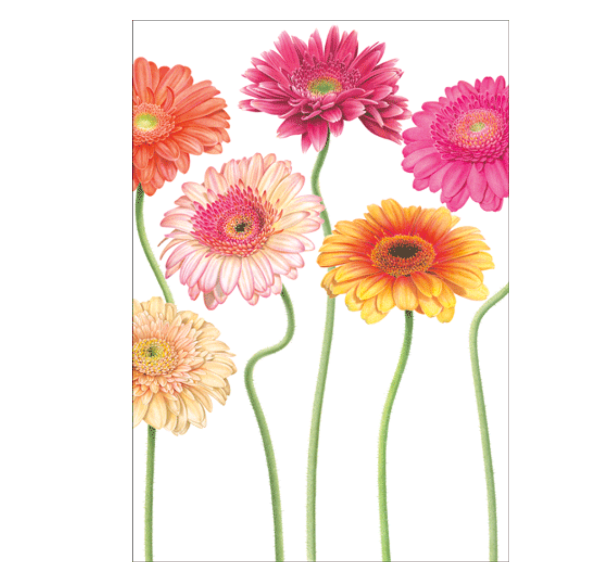 Caspari Gerbera Daisies Birthday Card – 1 Card & 1 Envelope