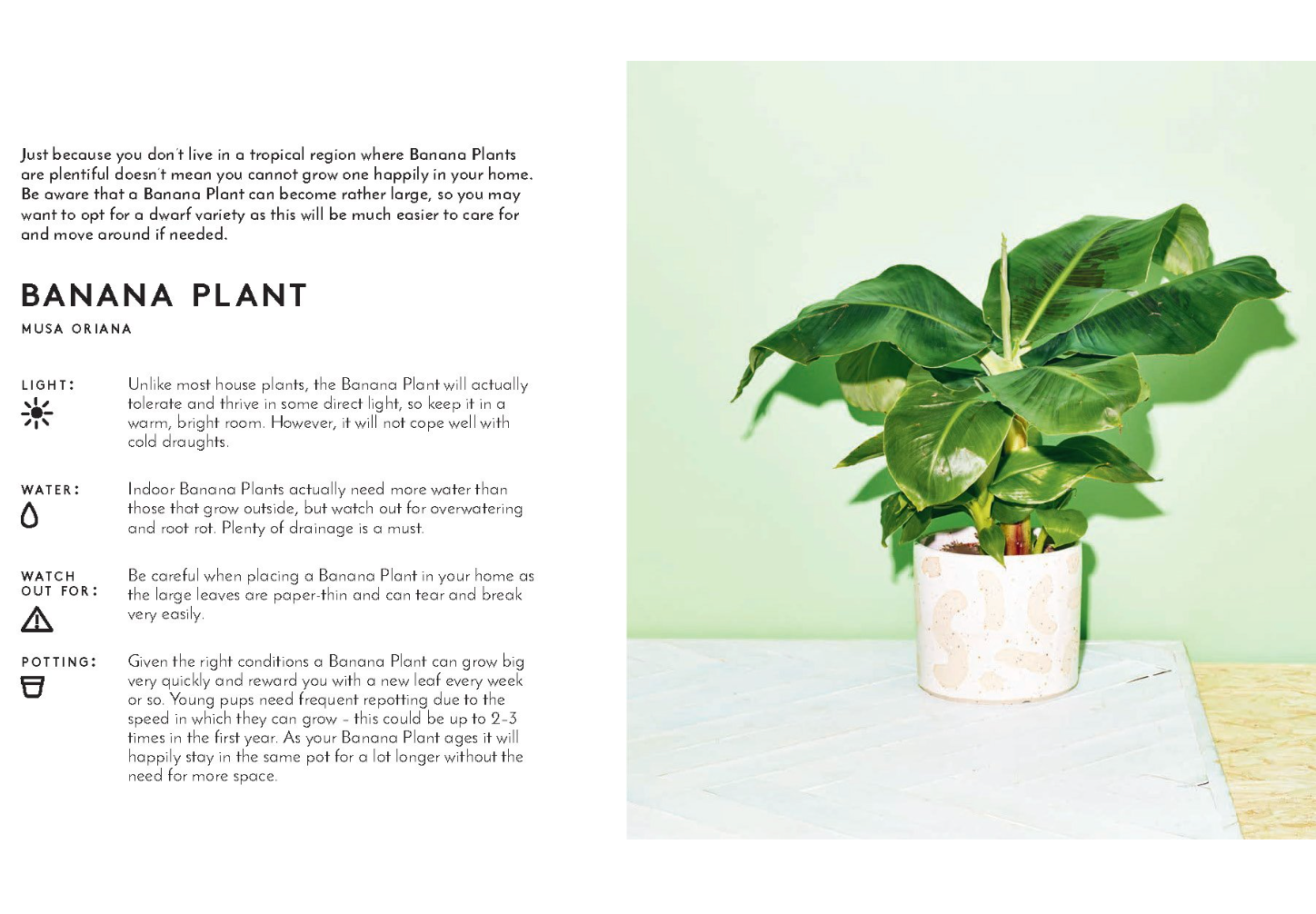 Little Book of House Plants and Other Greenery