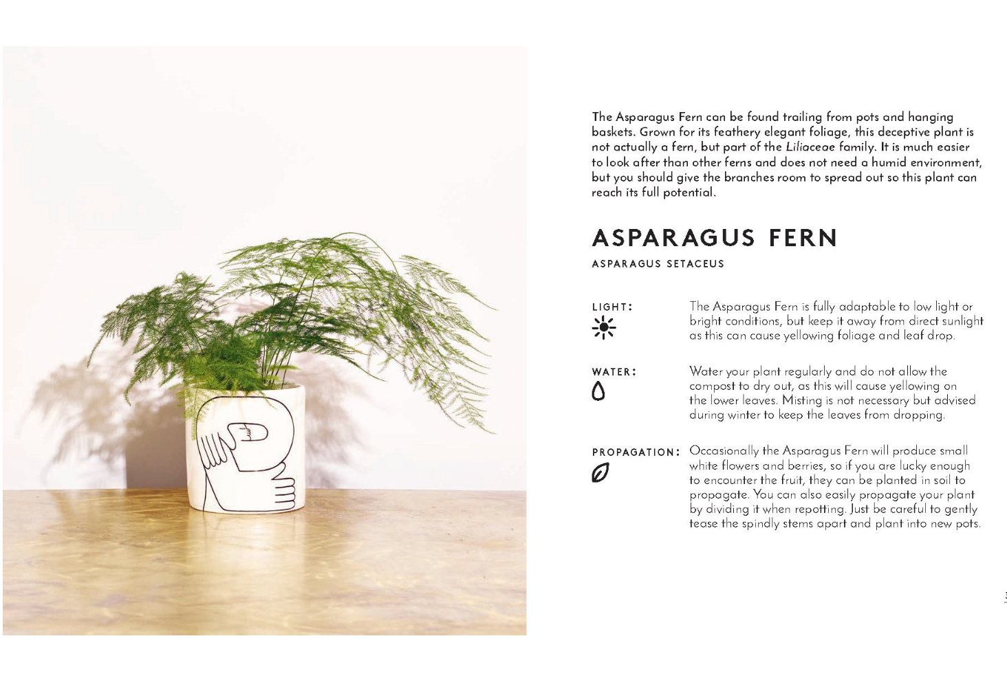 Little Book of House Plants and Other Greenery