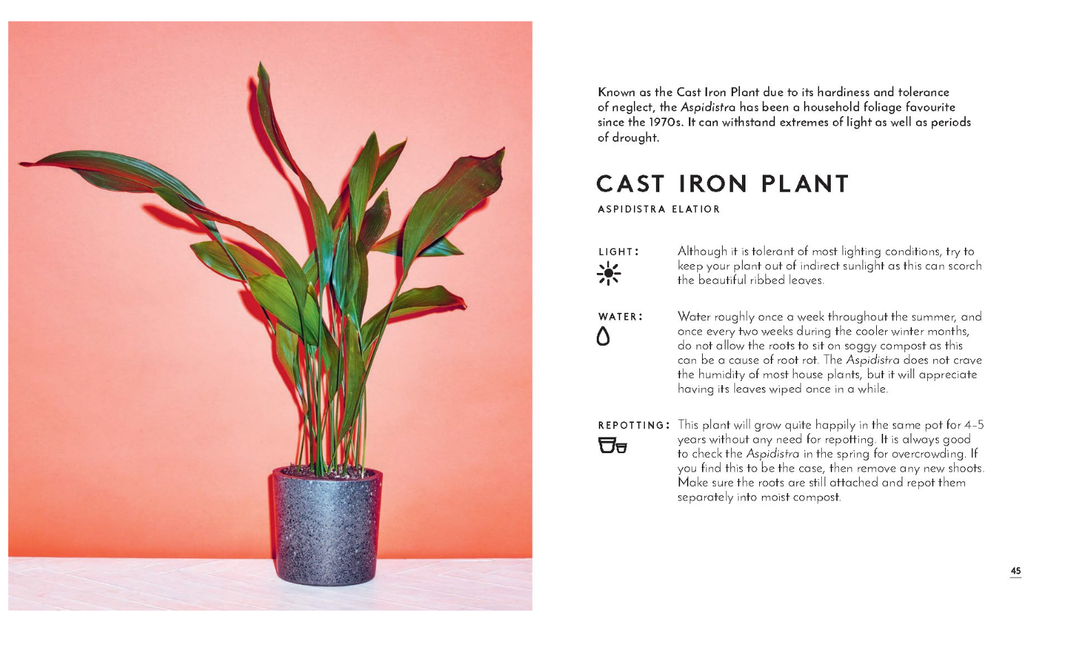 Little Book of House Plants and Other Greenery