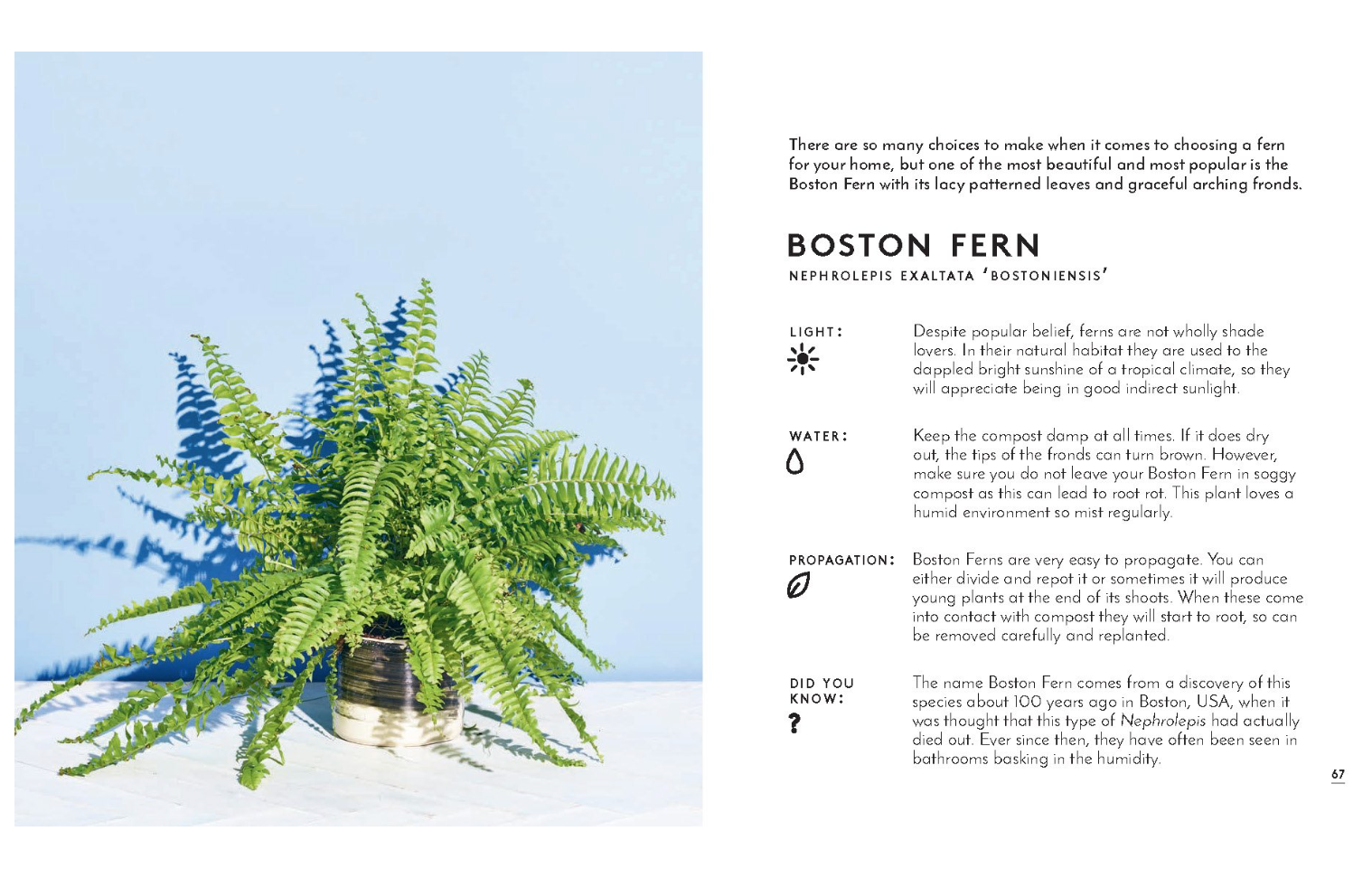 Little Book of House Plants and Other Greenery