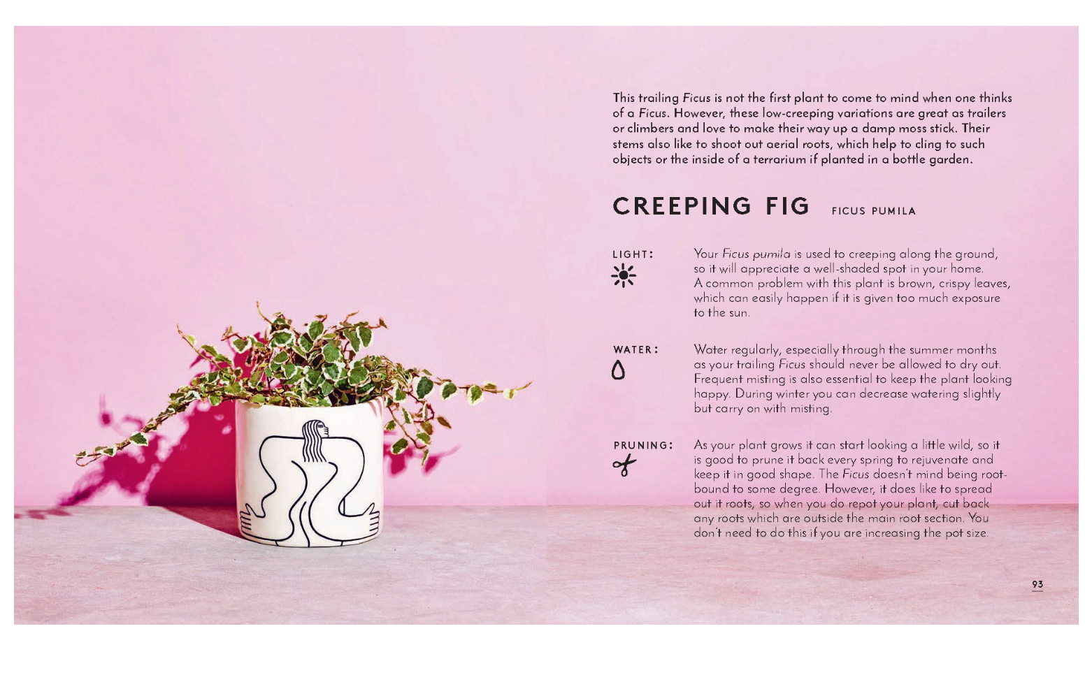 Little Book of House Plants and Other Greenery