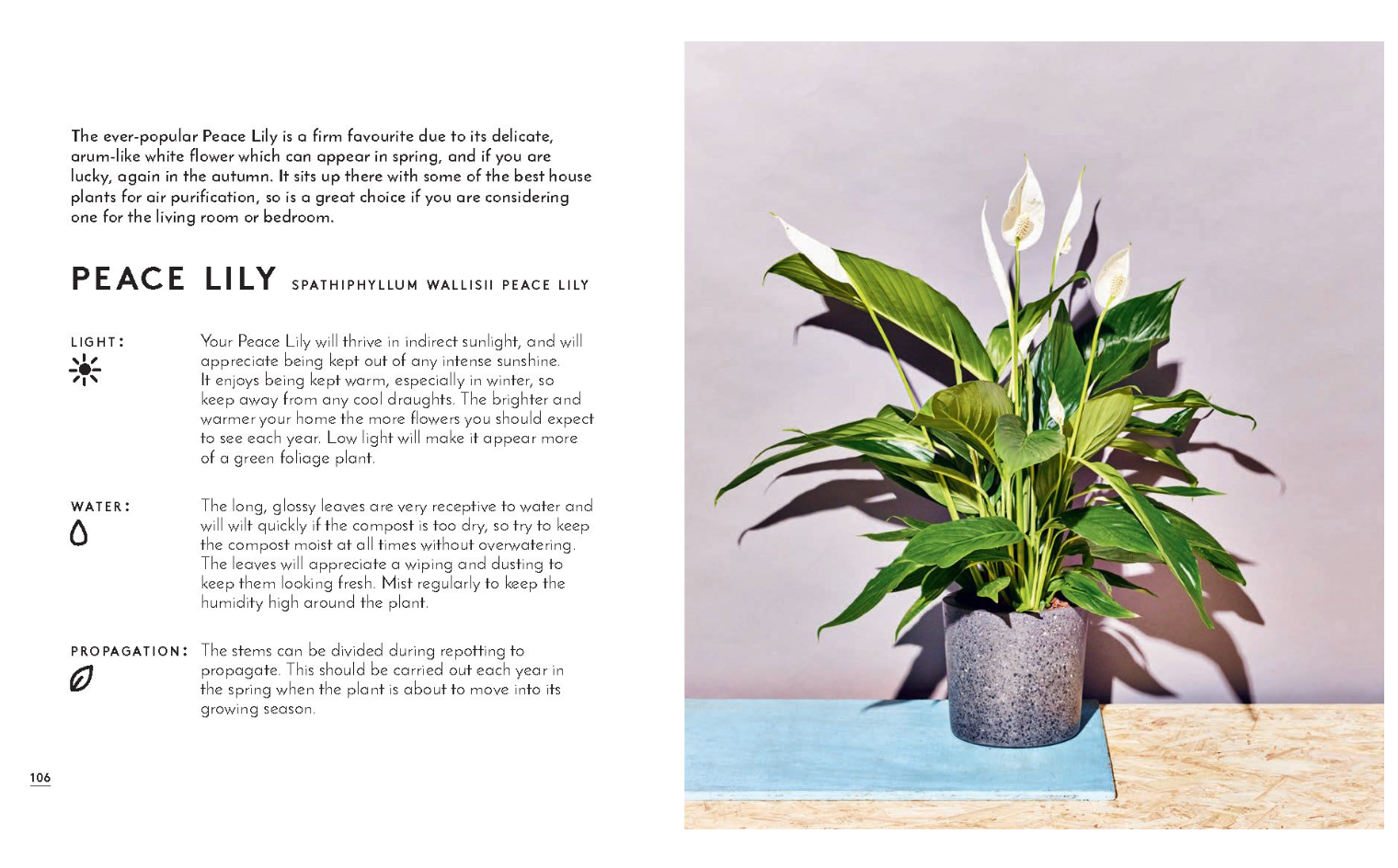 Little Book of House Plants and Other Greenery