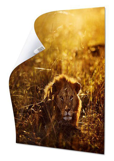 Command Damage-Free Poster Strips – Pack of 12