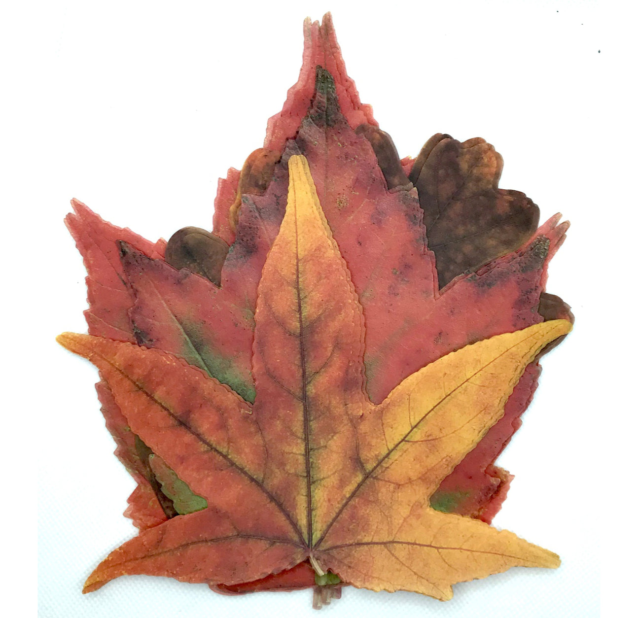 Parchment Cheese Leaves – Autumn Leaves Variety Pack of 20