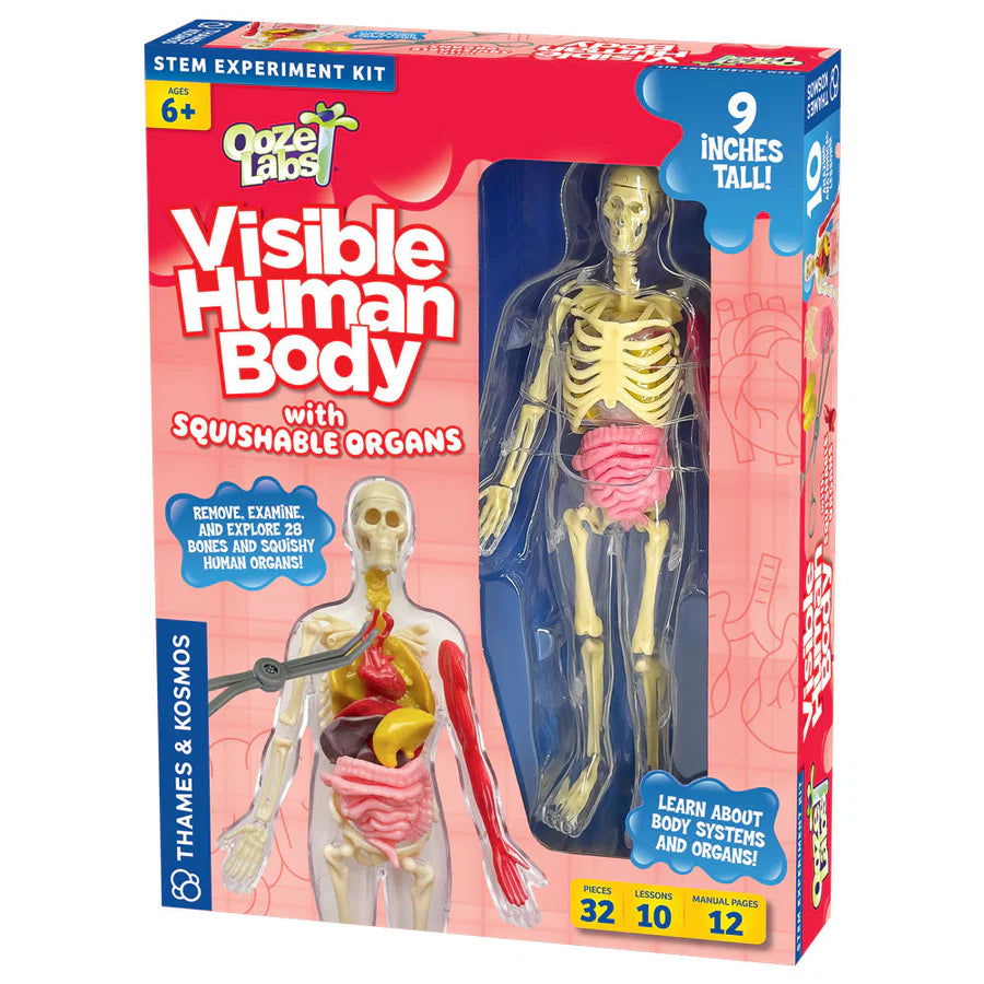 Ooze Labs: Visible Human Body with Squishable Organs Educational Toy