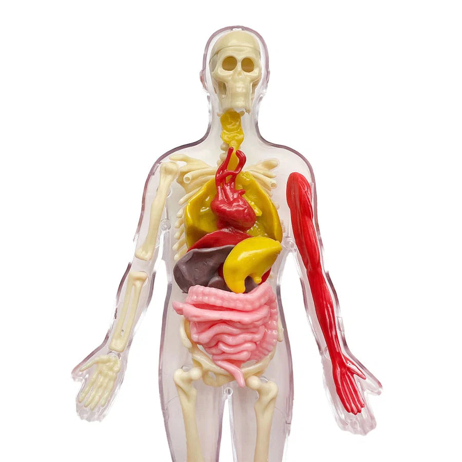 Ooze Labs: Visible Human Body with Squishable Organs Educational Toy