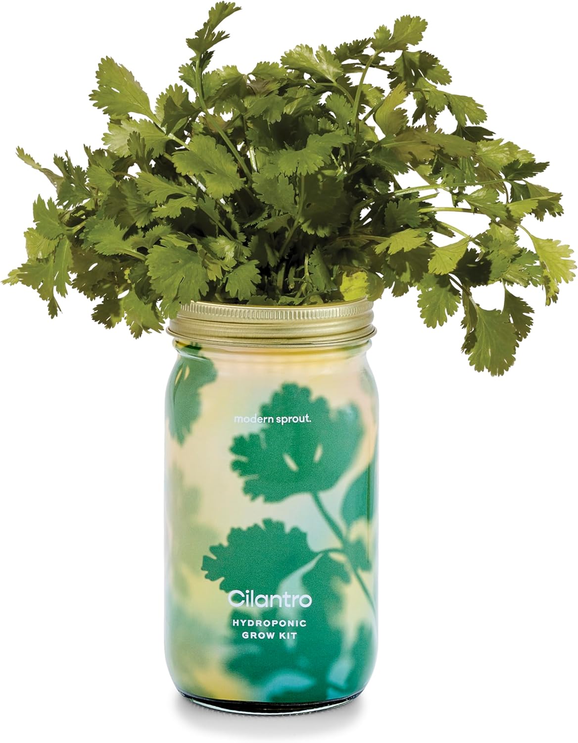 Modern Sprout Garden Jars Organic Herbs Hydroponic Indoor Grow Kit - Cilantro