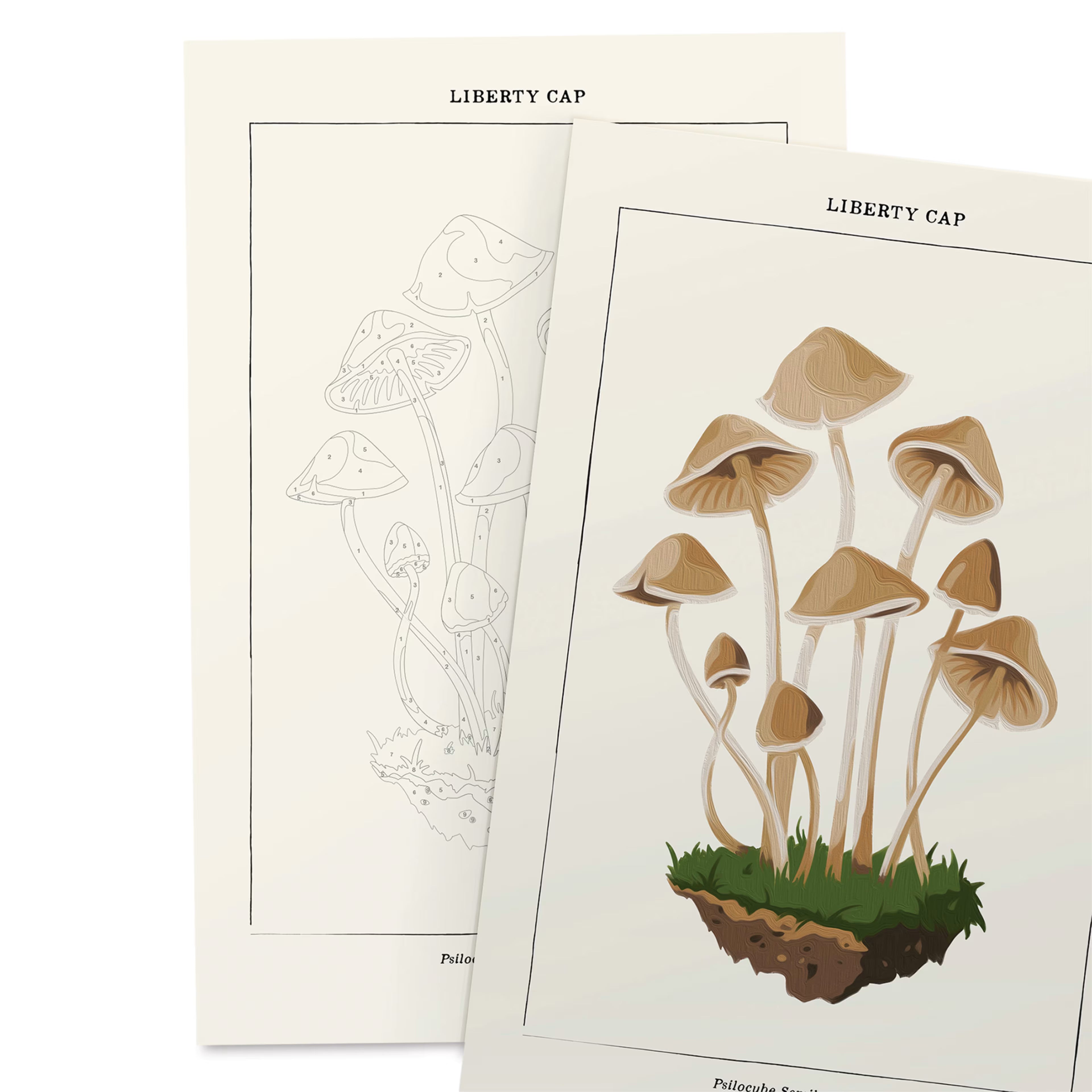Coloready Paint by Number Kit - Mushroom Botanical