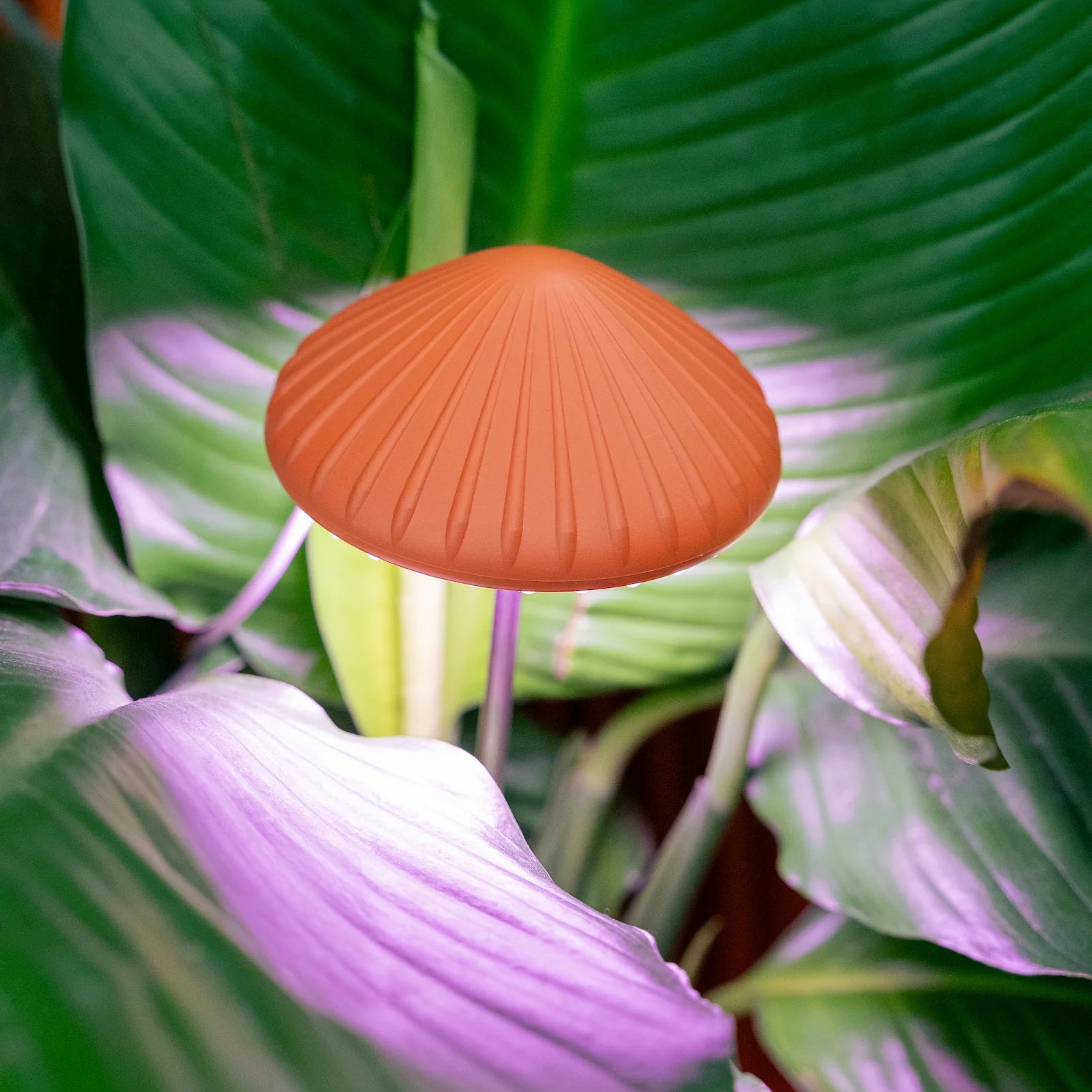 Kikkerland Mushroom Grow Plant Light
