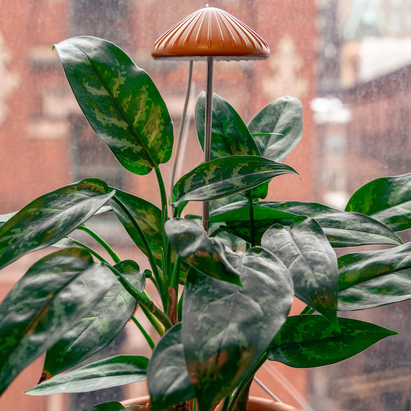 Kikkerland Mushroom Grow Plant Light