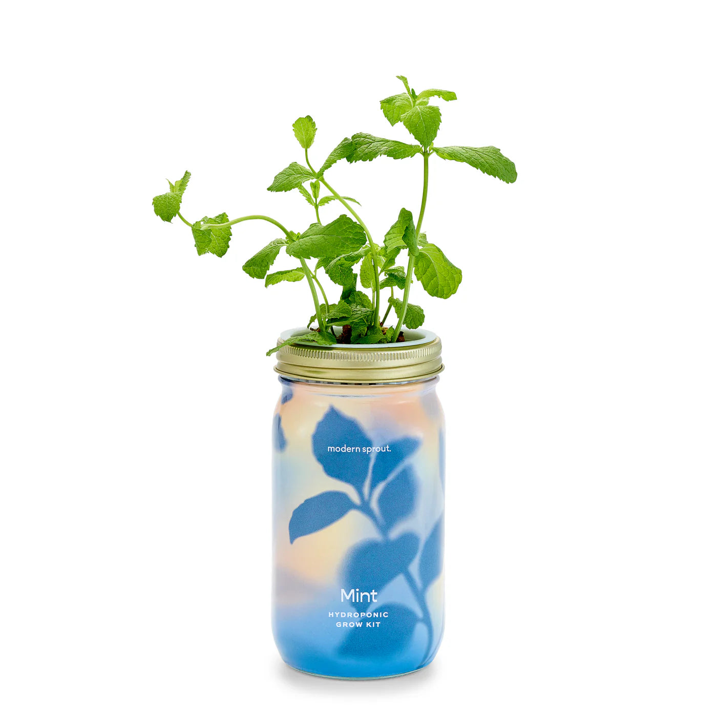 Modern Sprout Garden Jars Organic Herbs Hydroponic Indoor Grow Kit - Mint