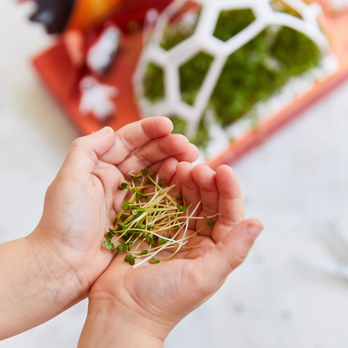 Modern Sprout Interactive Microgreens Garden Kit for Kids – Out of this World