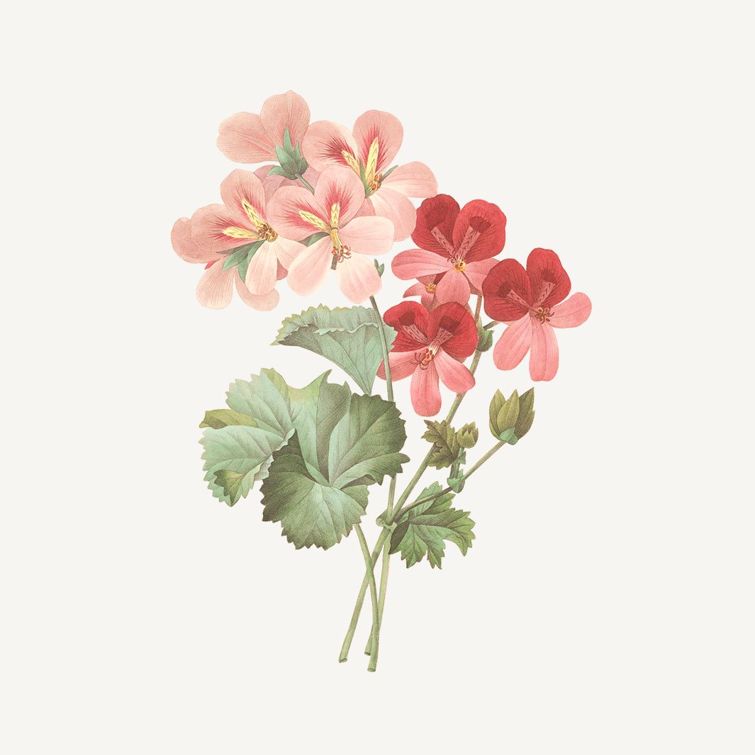 Panier Des Sens Hand-Cream & Parfumed Duo Gift Set – Rose Geranium