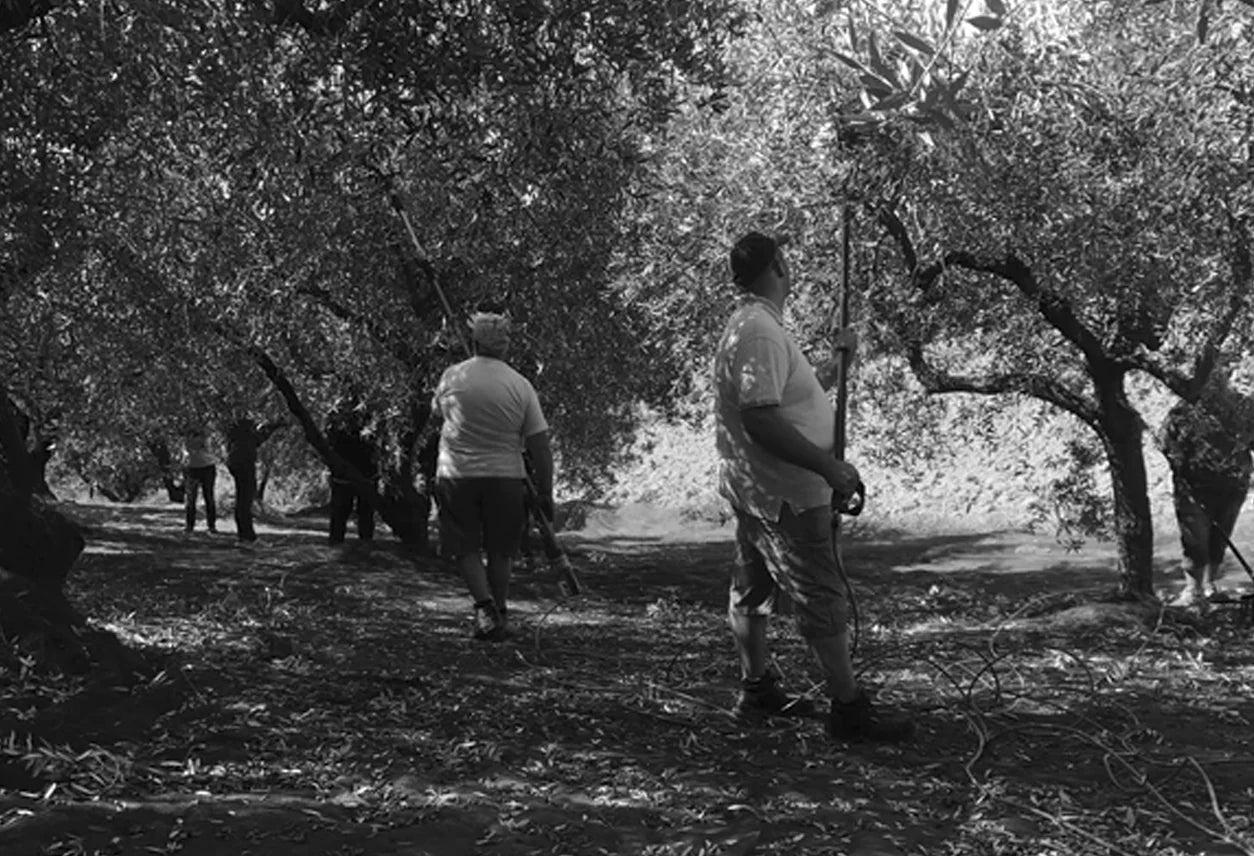 Verve Culture Infused Olive – 3.38oz. – Garlic