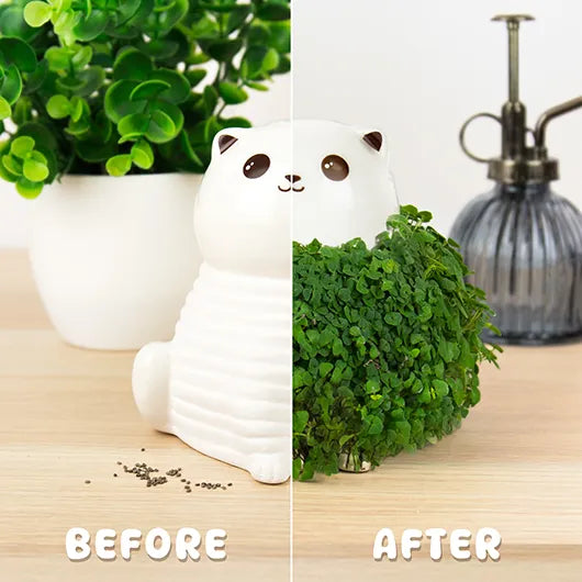 Gift Republic Mini Chia Planter – Assorted Styles – Each Sold Separately