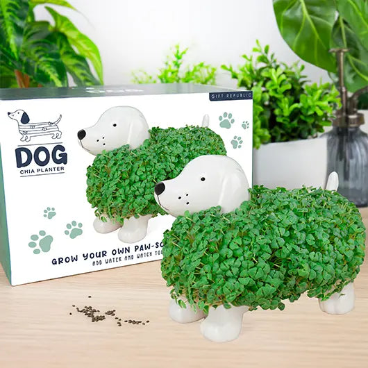 Gift Republic Mini Chia Planter – Assorted Styles – Each Sold Separately