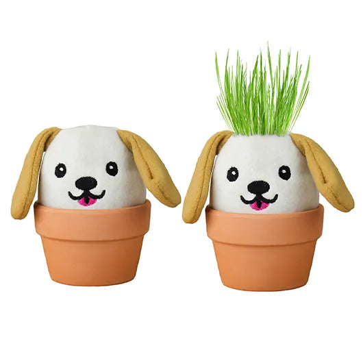 Gift Republic Grow Pal Kit – Grow a Little Green Haired – Dog