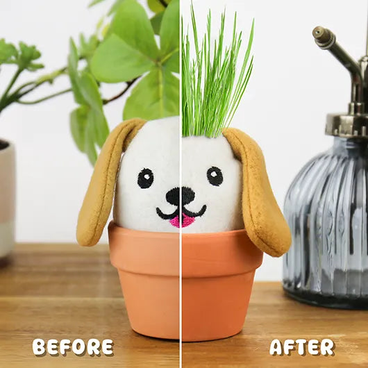Gift Republic Grow Pal Kit – Grow a Little Green Haired – Dog