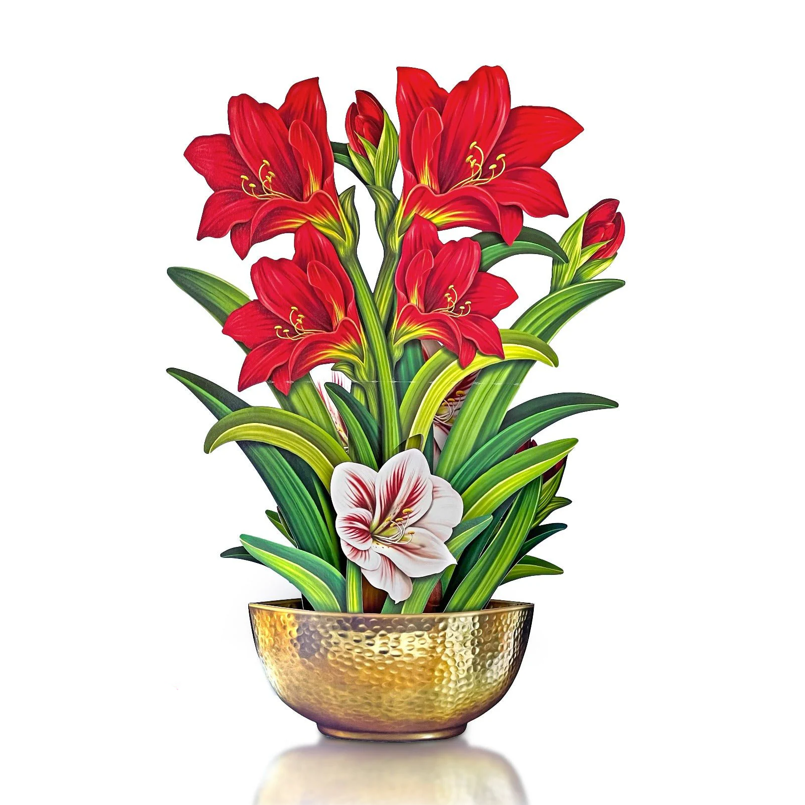 Fresh Cut Paper 3D Pop Up Flower Greeting Note Card – Scarlet Amaryllis – 6" x 5"