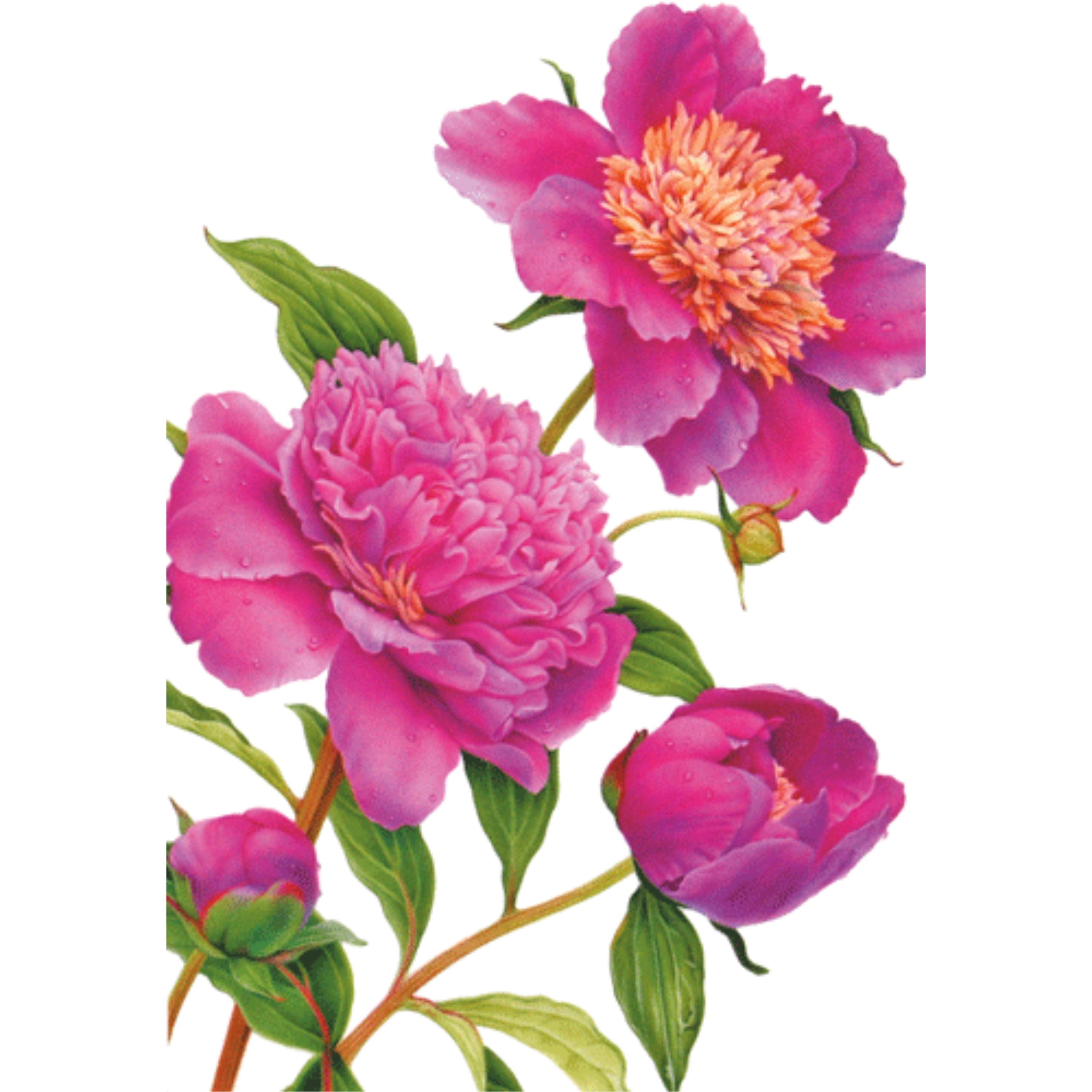 Caspari Mother's Day Card – Pink Peonies  – 1 Card & 1 Envelope